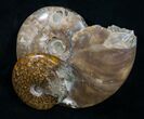 Double Cleoniceras Ammonite Specimen - #10155-1